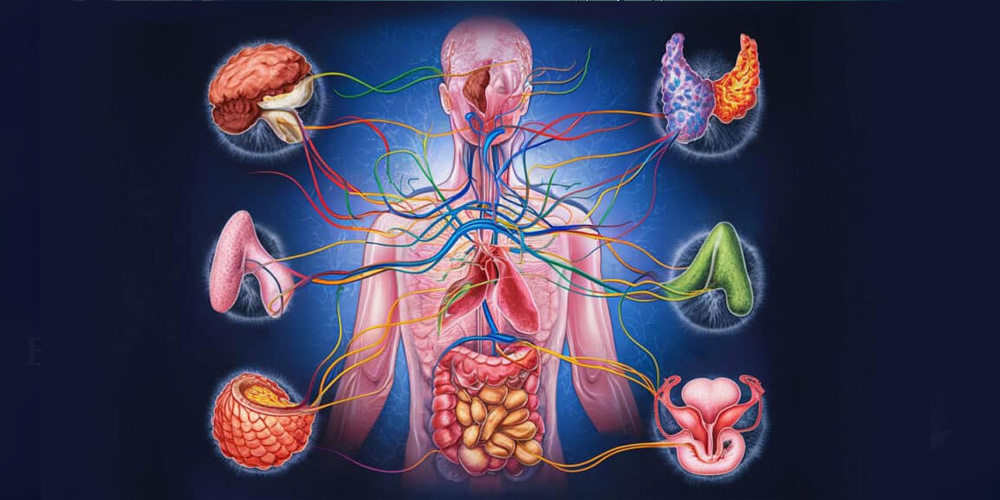 Endocrinology Department Banner
